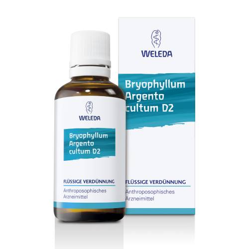 BRYOPHYLLUM ARGENTO cultum D 2 Dilution